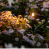 UK Outdoor Low Voltage Lighting - Lightpro 12 Volt Xible Spotlight 3